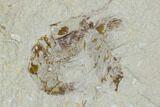 Two Cretaceous Fossil Shrimp Plate - Lebanon #107658-3